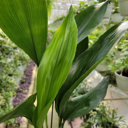 ASPIDISTRA