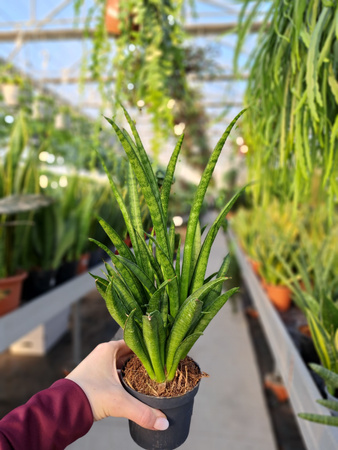 SANSEVIERIA LILLIPUT P9