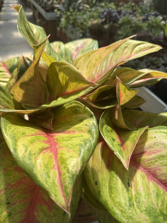 AGLAONEMA GALA RED P19