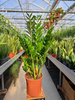ZAMIOCULCAS ZAMIFOLIA P24
