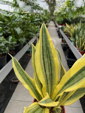 SANSEVIERIA YELLOW STONE P14