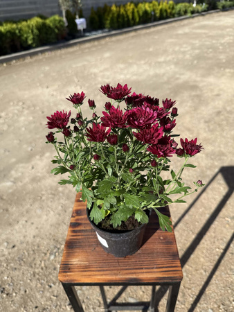 CHRYZANTEMA DROBNOKIATOWA BORDOWA MINI P11