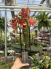PHALENOPSIS PAPRIKA P12