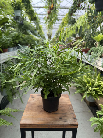 PAPROĆ PTERIS ROWERI P9