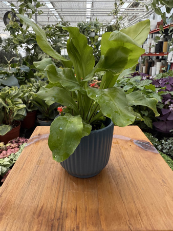 OSŁONKA RYFLOWANA MINI GRANAT P6