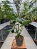 PHILODENDRON FUN BUN P13