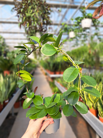 HOYA AUSTRALIA KOŁO P12