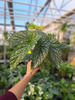BEGONIA ALBOPICTA SILVER  P12