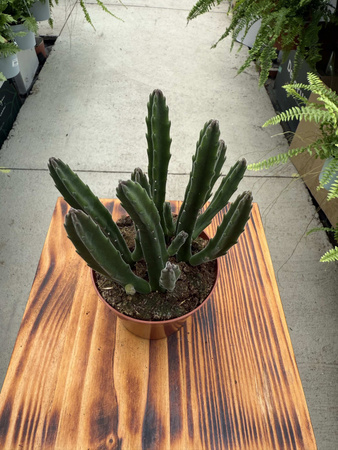 STAPELIA LEENDERTZIAE P8