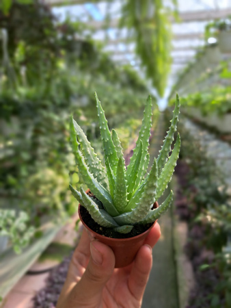 ALOE HUMILIS P5,5