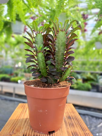 EUPHORBIA TRIGONA RUBRA P12