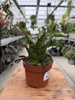 SANSEVIERIA EHRENDEL P10,5