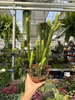 EUPHORBIA CEDORUM P13