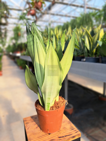 SANSEVIERIA MOONSHINE P14