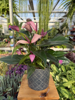 ANTHURIUM ZIZOU P12