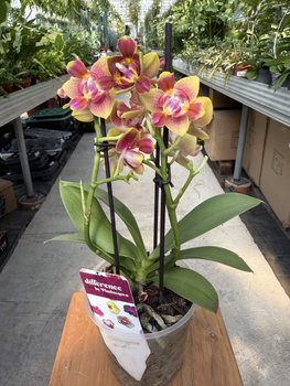 PHALENOPSIS LIMITED 11 P12