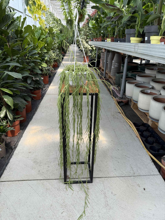 HOYA LINEARIS P14