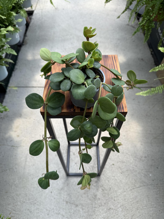 PEPEROMIA HOPE P9