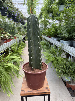 CEREUS JAMACURU. - CUDDLY P20