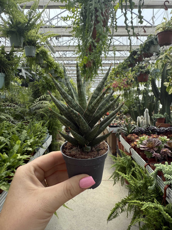 SANSEVIERIA FRANCISII P6