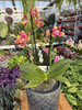 PHALENOPSIS LIMITED 11 P12