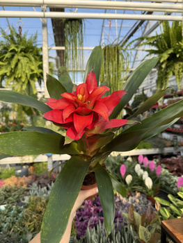 GUZMANIA FIERO RED P12