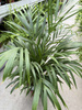 DYPSIS P21