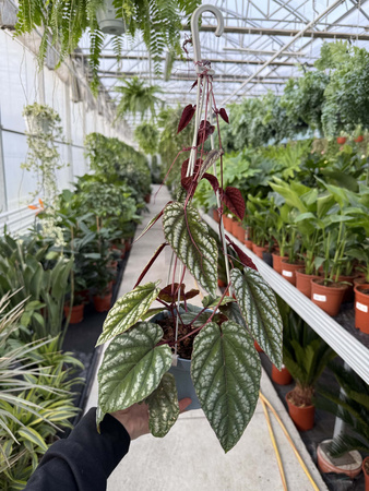 CISSUS DISCOLOR P13