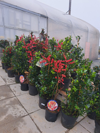 OSTROKRZEW OKÓŁKOWY