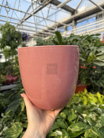 OSŁONKA PACIFIC RÓŻ P18