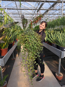 HEDERA HELIX P19 BIAŁY LIŚĆ