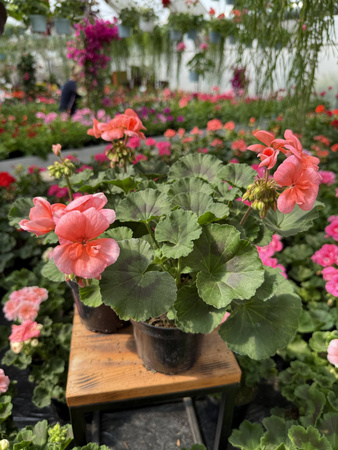 PELARGONIA STOJĄCA ŁOSOSIOWA ZESTAW 6 SZTUK