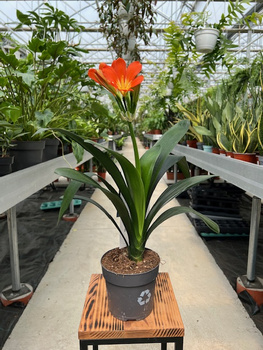 CLIVIA P13