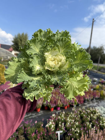 KAPUSTA OZDOBNA ZIELONA Z KREMOWYM ŚRODKIEM P11