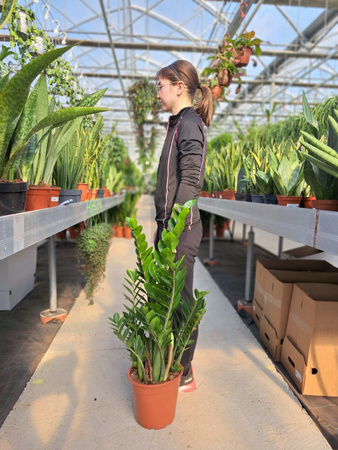 ZAMIOCULCAS ZAMIFOLIA P24