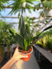 SANSEVIERIA BLACK DIAMOND P12