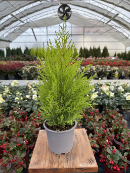 CYPRYSIK GOLDCREST WILMA P10