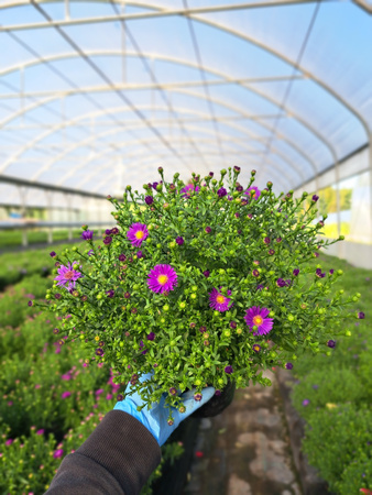 ASTER NOWOBELGIJSKI BELIVER PURPLE P13 -  DROBNY, PUSTY