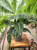 APHELANDRA SQUARROSA P12