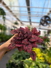 HYPOESTES  CZERWONY - NIEDOŚPIAN P9