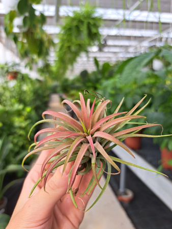 TILLANDSIA LONANTHA ROOD  P10