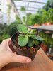 PAPROĆ HEMIONITIS ARIFOLIA P9