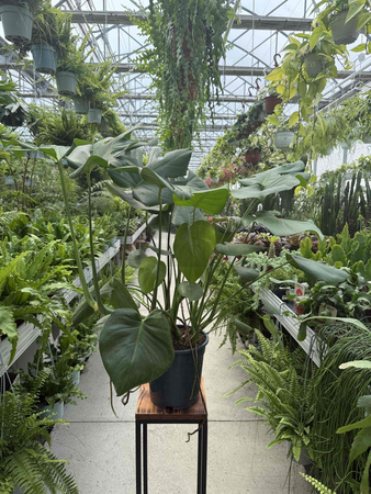 MONSTERA DELICIOSA P21