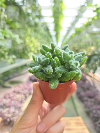 DELOSPERMA P5,5
