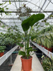 STRELITZIA NICOLAI P24