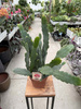 EPIPHYLLUM SARAH COURANT P15