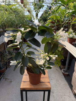 STEPHANOTIS P12