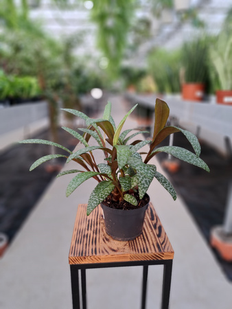 LEDEBOURIA SOCIALIS P12