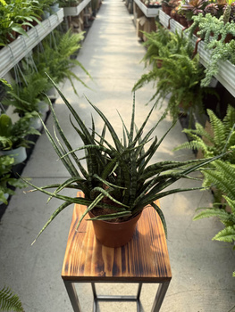 SANSEVIERIA FERNWOOD PUNK P12