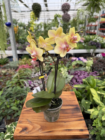 PHALENOPSIS INDY OPTIFRIEND MINI P7